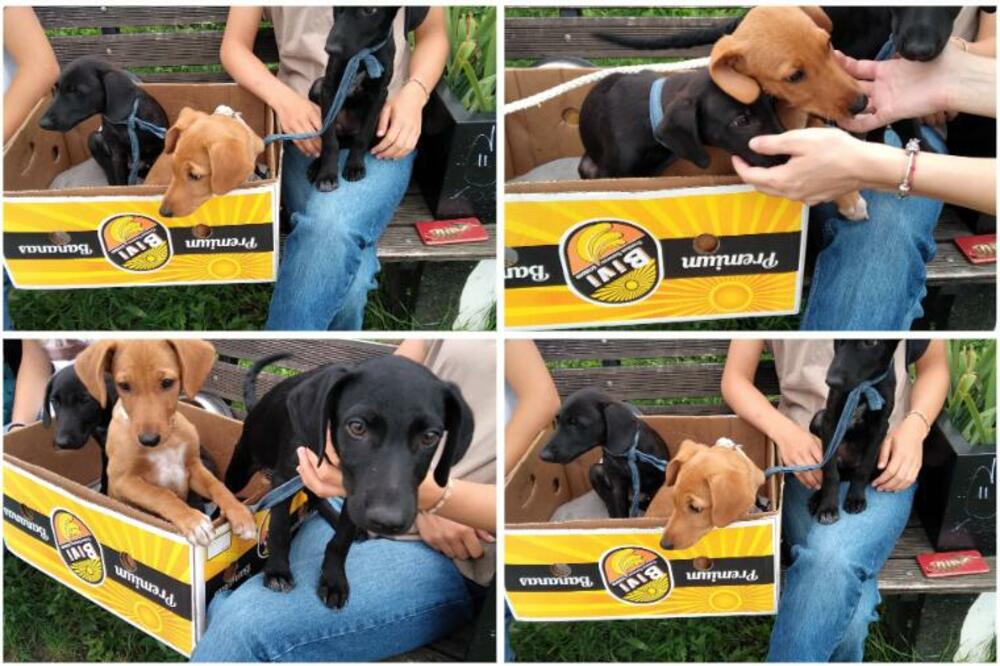 OVA 3 SLATKIŠA TRAŽE NEKOG DA BRINE O NJIMA: Vakcinisani su i spremno čekaju novog vlasnika, POMOZITE (FOTO)