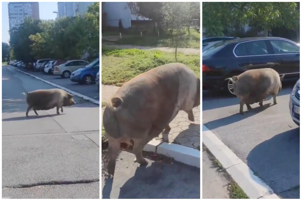 ŠTA SE OVO DEŠAVA, SVINJE SE ODOMAĆILE NA NOVOM BEOGRADU: Odakle je ova došla?! (VIDEO)