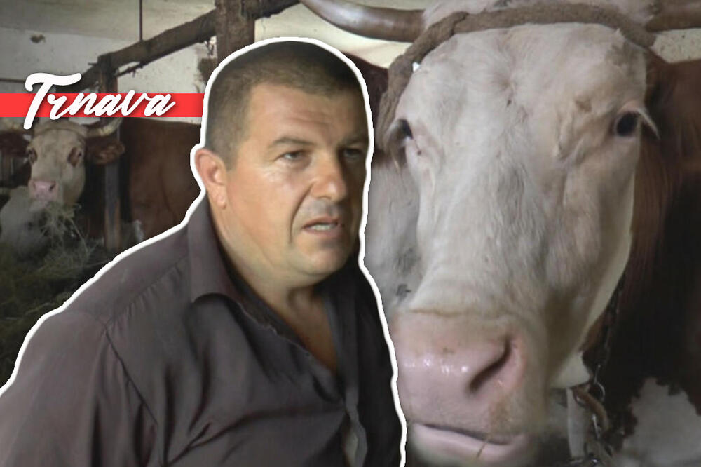 CELA SRBIJA DOLAZI KOD GORANA PO MLEKO: Nema nestašice uprkos teškoj godini, sve što namuze ODMAH ODE! (FOTO)