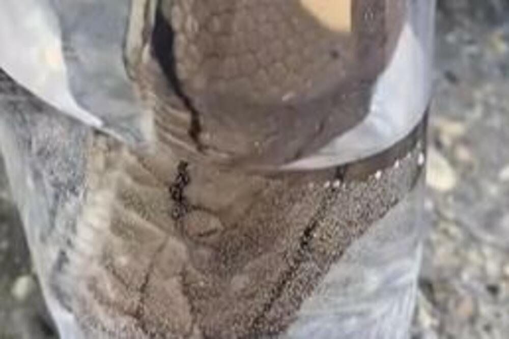 DA LI STE NEKADA VIDELI ZMIJU KAKO PIJE VODU? Ostaćete ŠOKIRANI, na ovo niste ni POMISLILI! (VIDEO)