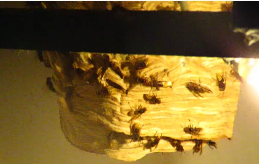 leglo stršljena, stršljeni, stršljen