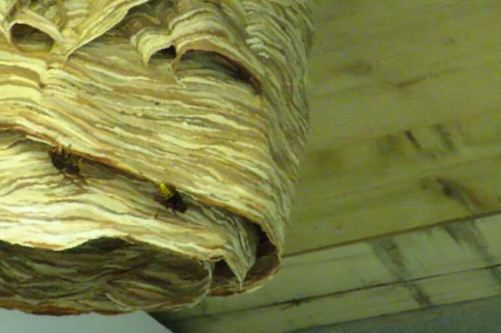 NAJBOLJA ZAMKA ZA STRŠLJENOVE ISKUSNIH PČELARA: Sve što vam treba je 30 DINARA da ih se REŠITE jednom za svagda