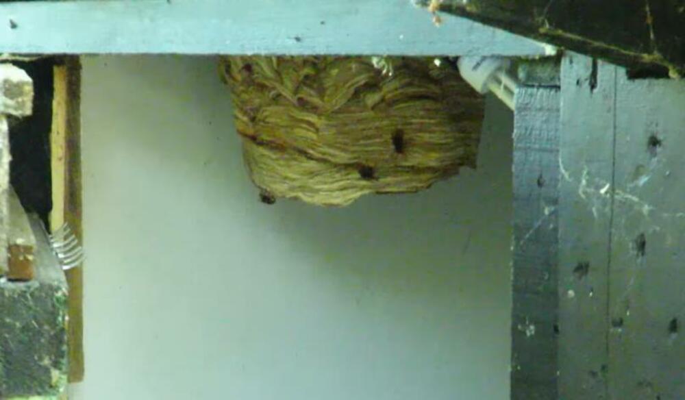 leglo stršljena, stršljeni, stršljen