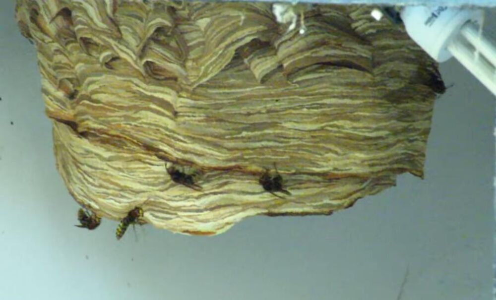 leglo stršljena, stršljeni, stršljen