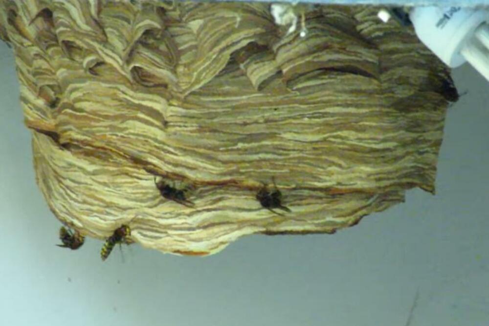 BAGEROM SRUŠIO GNEZDO STRŠLJENOVA, PA ZAŽALIO KAO NIKAD U ŽIVOTU: Njihova OSVETA je bila brutalna