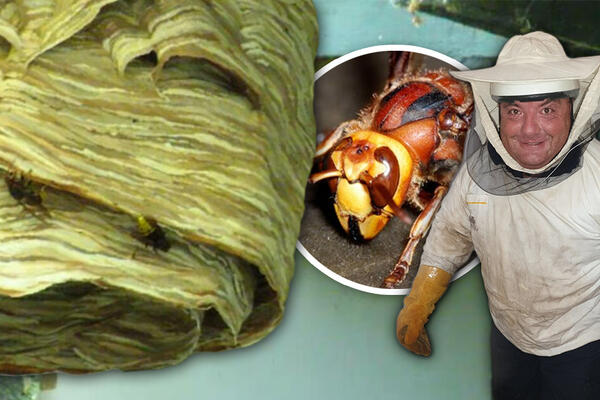 POSTAVIO JE OVO NA UGLU TERASE I ZAUVEK OTERAO STRŠLJENOVE: Genijalan TRIK koji znaju samo ISKUSNI farmeri