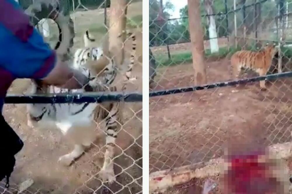 GURNUO JE RUKU U KAVEZ DA POMAZI TIGRA: Ono što se dalje desilo gledajte ISKLJUČIVO NA SVOJU ODGOVORNOST (VIDEO)