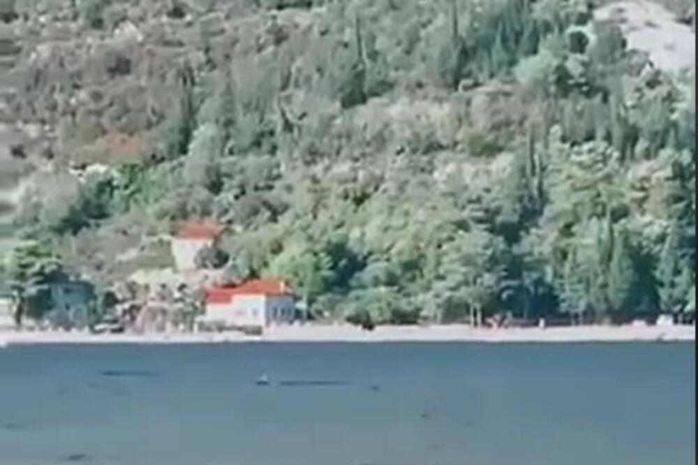 PAZITE SAMO ŠTA JE USNIMLJENO U JADRANSKOM MORU UPRAVO: Ova životinja se NE VIĐE SKORO NIKAD, OSTAĆETE BEZ TEKSTA!
