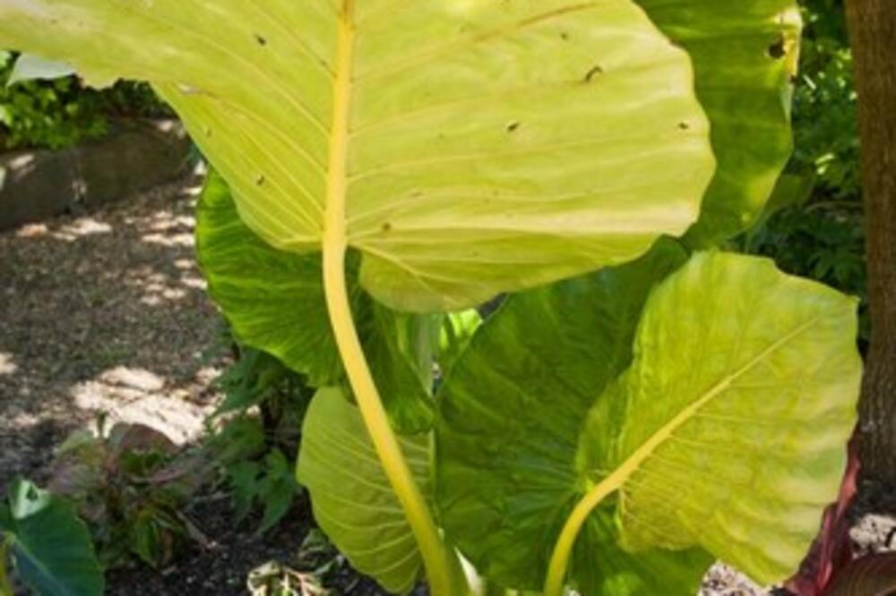 OVA BILJKA PLAČE KADA SE DESI OVO U KUĆI! Nosi POPULARNO ime, a tek da vidite KAKO IZGLEDA (FOTO)