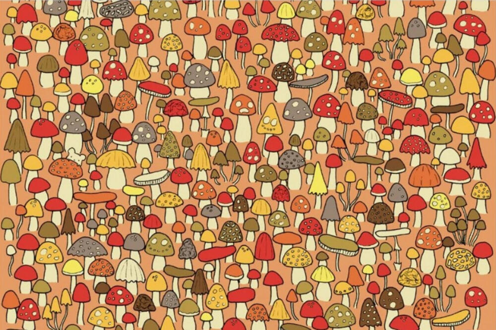 PRONAĐITE MIŠA ZA 20 SEKUNDI: Ako uspete, evo šta to GOVORI O VAMA! (FOTO)