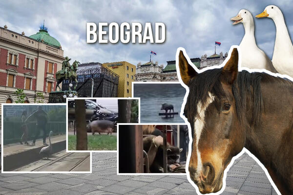 ŽIVOTINJE U BG PATROLIRAJU NA SVAKOM KORAKU, GRAD SE PRETVORIO U FARMU: Pored DOMAĆIH živuljki, stigle i DIVLJE!