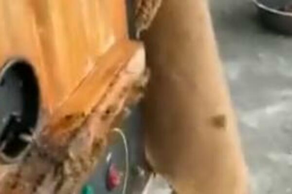 METODA KOJOM OVAJ PČELAR UBIJA STRŠLJENOVE ZALUDELA JE INTERNET: Zapitaćete se kako mu OVO USPEVA (VIDEO)