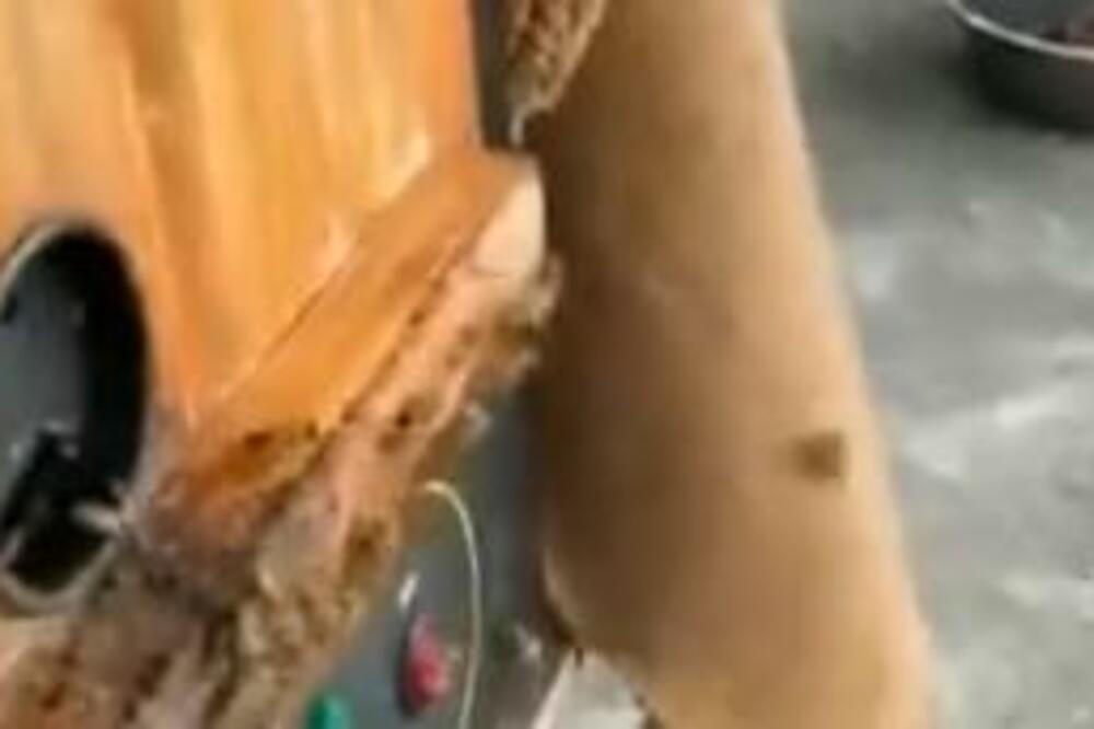 METODA KOJOM OVAJ PČELAR UBIJA STRŠLJENOVE ZALUDELA JE INTERNET: Zapitaćete se kako mu OVO USPEVA (VIDEO)