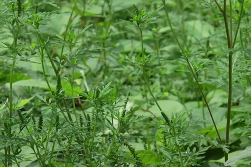 OVA BILJKA IZAZIVA NAJVIŠE ALERGIJA U AVGUSTU I SEPMTEBRU: Ko je PREŽIVI pričaće, gore od nje nema