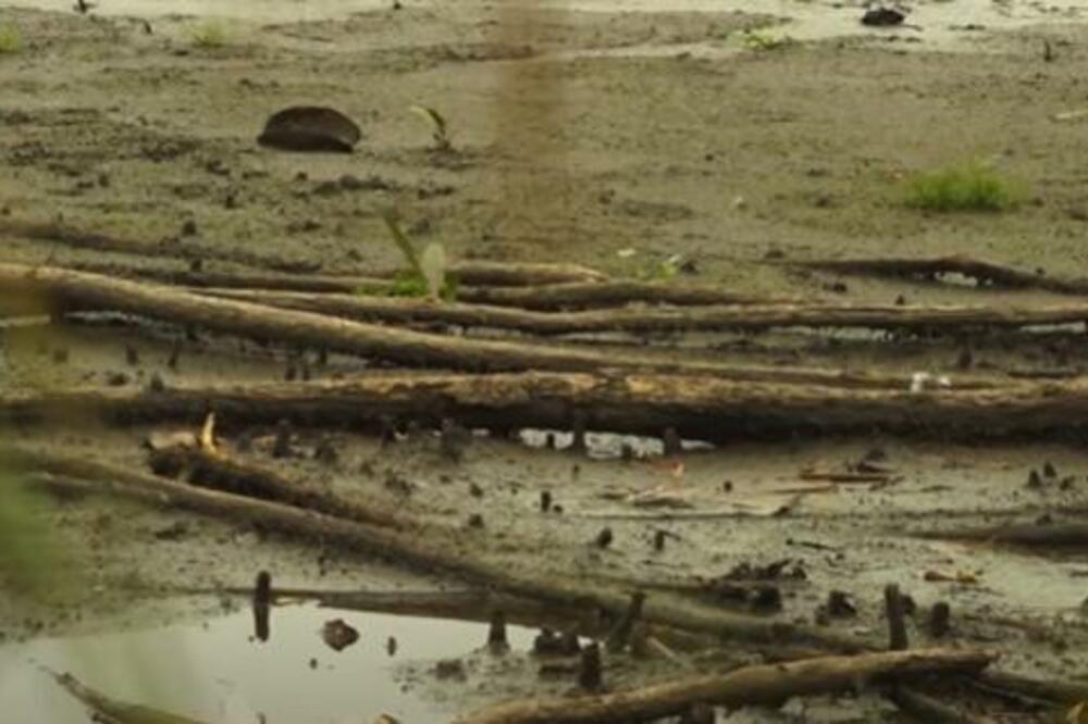 APOKALIPTIČNI PRIZORI NA SRPSKOM JEZERU: Mrtve ribe na sve strane, situacija ALARMANTNA (VIDEO)