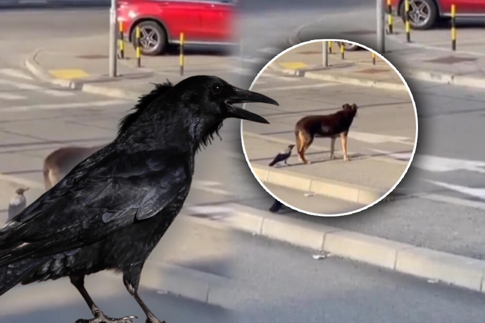 VRANA ZAFRKAVA, NAVALILA DA GA KLJUCA, A NJEGOVA REAKCIJA JE ŠOU! Hit snimak Beograđane nasmejao do suza (VIDEO)