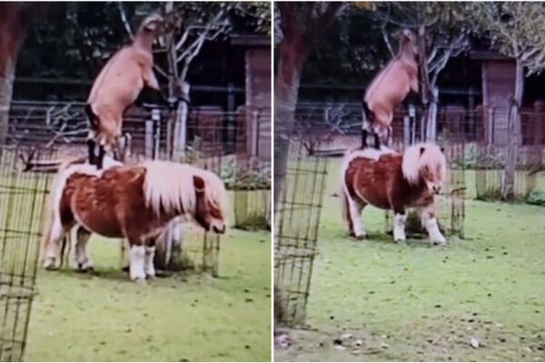 SNIMAK KOJI ĆE VAS NASMEJATI DO SUZA: Koza nije mogla do LIŠĆA, pa skočila na PONIJA, gledajte SAMO! (VIDEO)