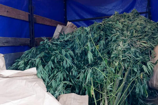 POLICIJA UPALA U LABORATORIJU MARIHUANE U KRUŠEVCU: Dileri uhapšeni dok su UZGAJALI BILJKE (FOTO)