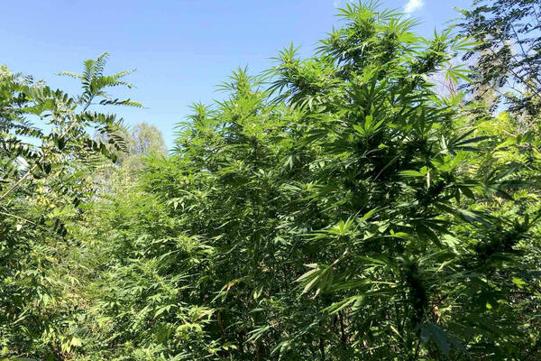 NA PALILULI OTKRIVENA OGROMNA PLANTAŽA MARIHUANE: Pronađena droga vredna 2 miliona evra, PALE I DVE ŽENE
