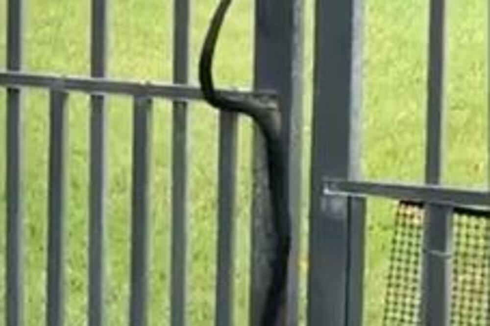 ZMIJA JE ZGRABILA I DRŽALA U ČELJUSTI, ZA DLAKU IZBEGLA SMRT: Prizori su STRAVIČNI, UŽAS (FOTO)
