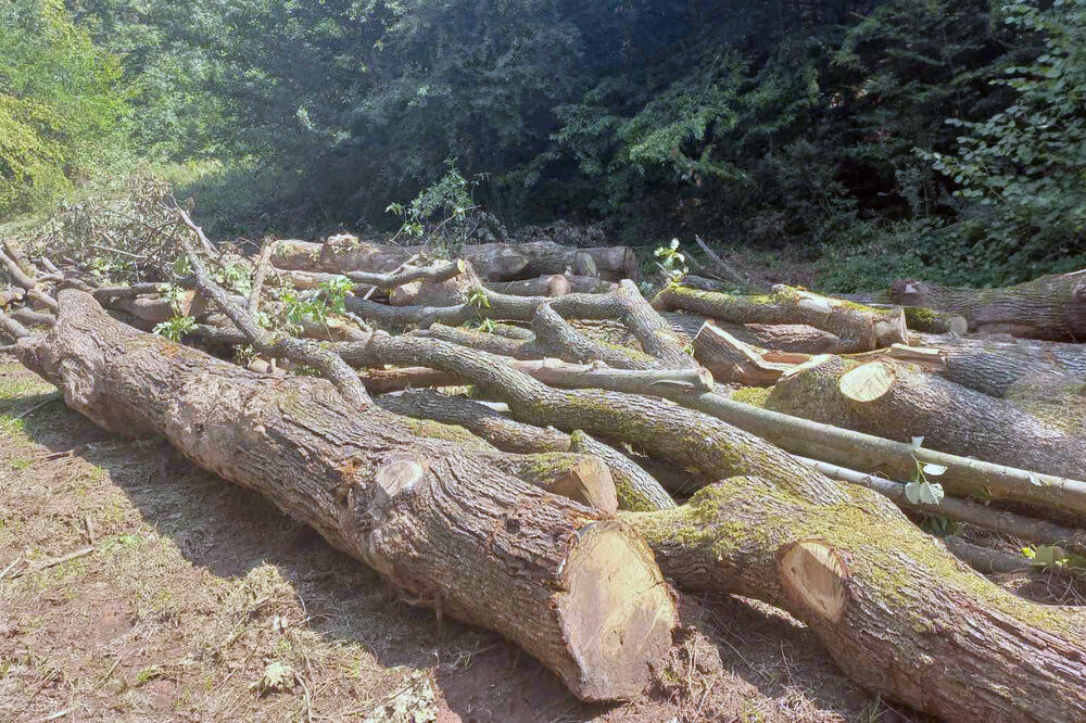 KRAO DRVA IZ DRŽAVNE ŠUME: Policija otkrila kradljivca iz Despotovca