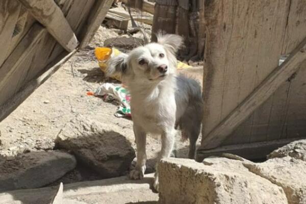 SLIKA PSA U RUŠEVINAMA PODELILA JE SVET: Jedni misle da je nemoguće, dok se drugima srce SLAMA! (FOTO)