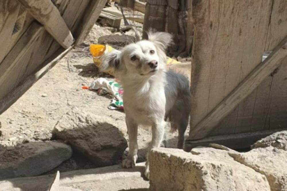 SLIKA PSA U RUŠEVINAMA PODELILA JE SVET: Jedni misle da je nemoguće, dok se drugima srce SLAMA! (FOTO)