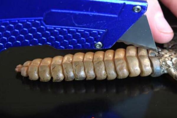 UHVATILI SU ZVEČARKU I ZAKLALI JE NA MESTU: Ono što su videli unutra SLEDILO IH JE ZA ŽIVOTA! (VIDEO)