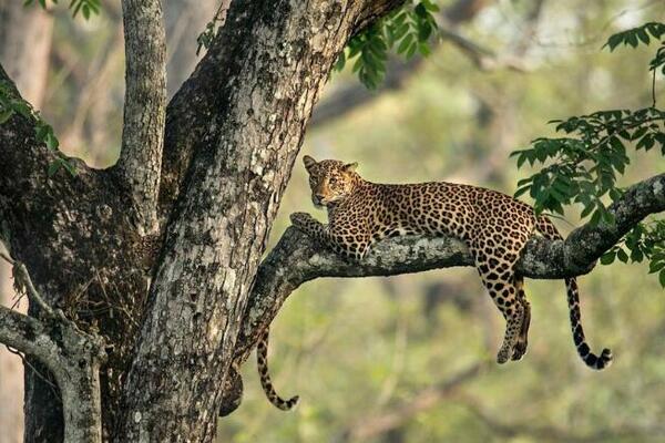 DA LI MOŽETE DA PRONAĐETE OBA LEOPARDA NA SLICI? Spremite se na IZAZOV, pogledajte PAŽLJIVO!