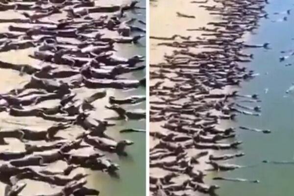 PRIZOR KOJI LEDI KRV U ŽILAMA: Krokodili preplavili PLAŽU pa izazvali PANIKU, pogledajte samo KOLIKO IH JE! VIDEO