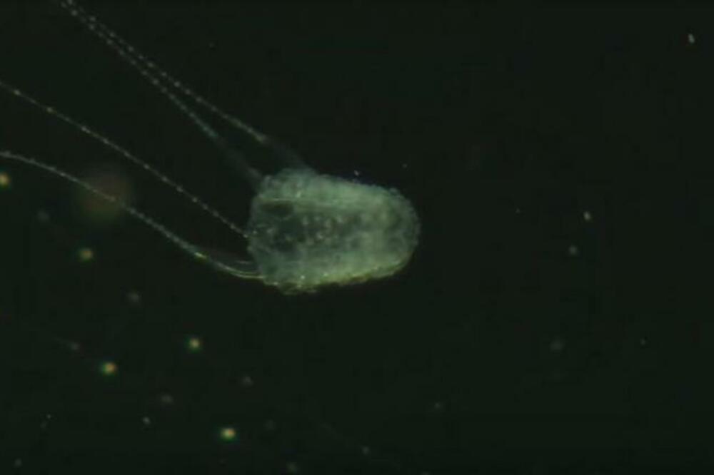 UBRIZGAO JOJ JE OTROV MEDUZE DIREKTNO U SRCE: Sve je snimljeno, video gledajte na svoju odgovornost! (VIDEO 18+)