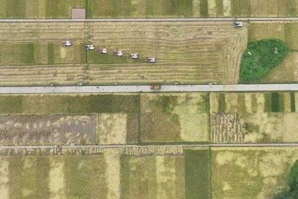 NACIONALNI BIRO ZA STATISTIKU: Kina ima dovoljnu količinu žitarica!