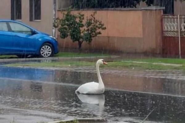 "ZNA LI SE ŠTA JE SA LABUDOM?" Mučenik se IZGUBIO u BORČI, traže se DOBRI ljudi koji će mu POMOĆI (FOTO)