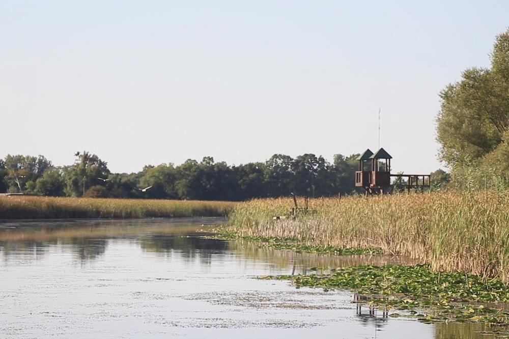 U SRBIJI PRONAĐENI RAKOVI STARIJI I OD DINOSAURUSA: Nastanjuju ove bare i močvare, životni vek im je 5 dana (FOTO)