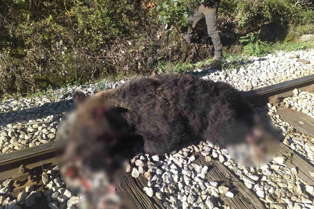 (UZNEMIRUJUĆA FOTOGRAFIJA) Meda pregažen na pružnom prelazu kod Brodareva, prizor da srce prepukne