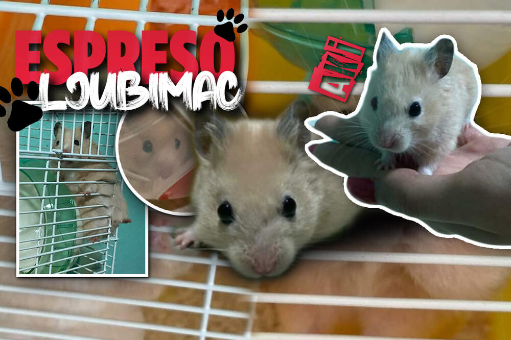 RAZIGRANA LOPTICA KOJA ĆE KUPITI VAŠE SRCE! AKI iz MAKEDONIJE nikada ne PROPUŠTA dobru ZABAVU (FOTO)