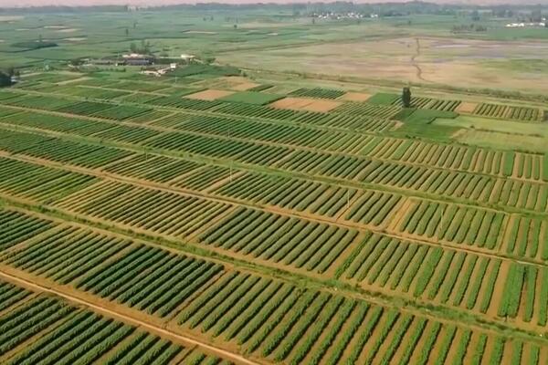 Nova poljoprivreda ①: Promena potrošnje pirinča (VIDEO)