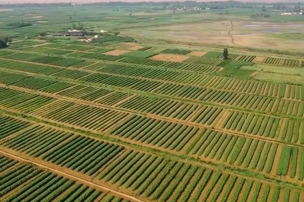 Nova poljoprivreda ①: Promena potrošnje pirinča (VIDEO)