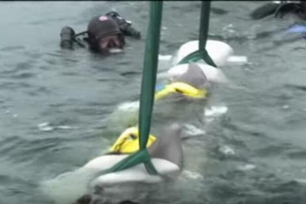 ISTRAŽIVAČI SU NAIŠLI NA POTOPLJENI BROD: Kada su videli NEMAN na njemu, sledili su se u mestu, sve je snimljeno!