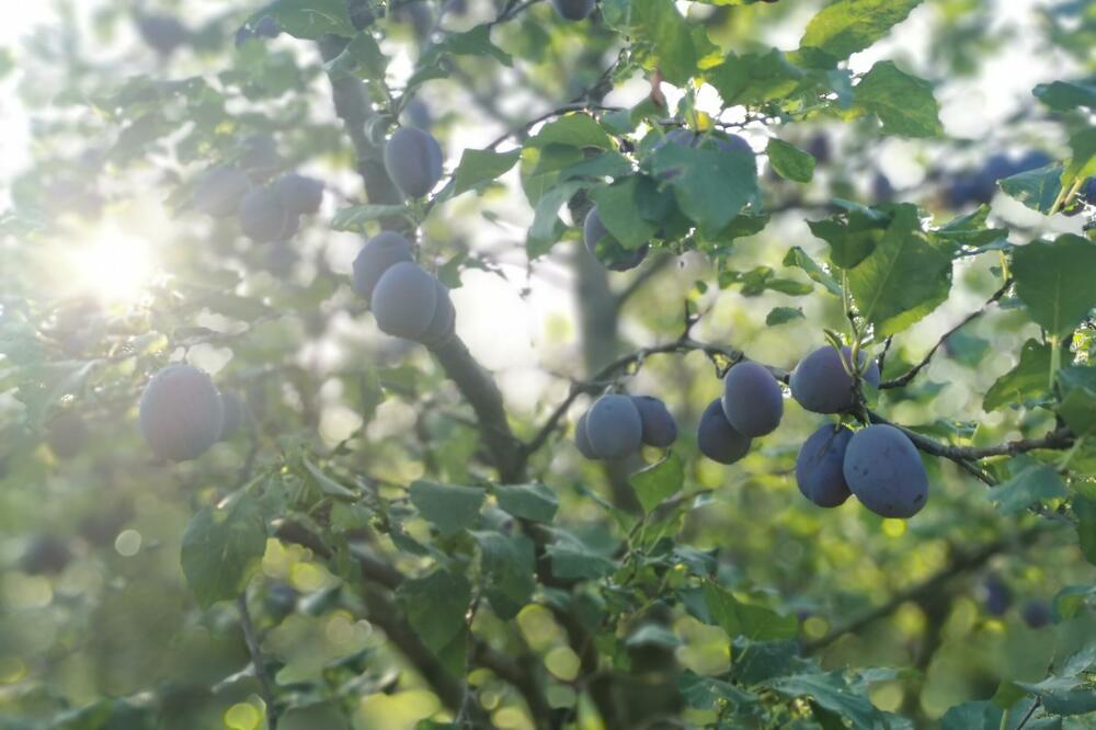 ZA SRBE JE TEČNO ZLATO, A GODIŠNJE PROIZVEDU NA MILIONE LITARA: Uskoro bi moglo doći do POSKUPLJENJA ovog PIĆA!