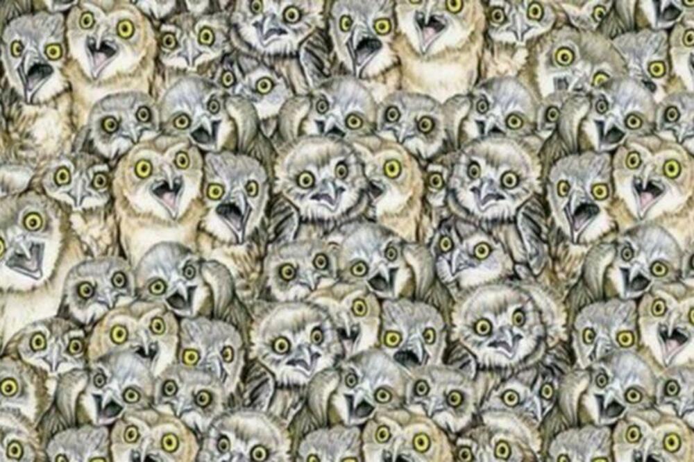 SAMO RETKI USPEVAJU DA PRONAĐU REŠENJE OVE ZAGONETKE: Dobro pogledajte u sliku pa odgovorite na pitanje!