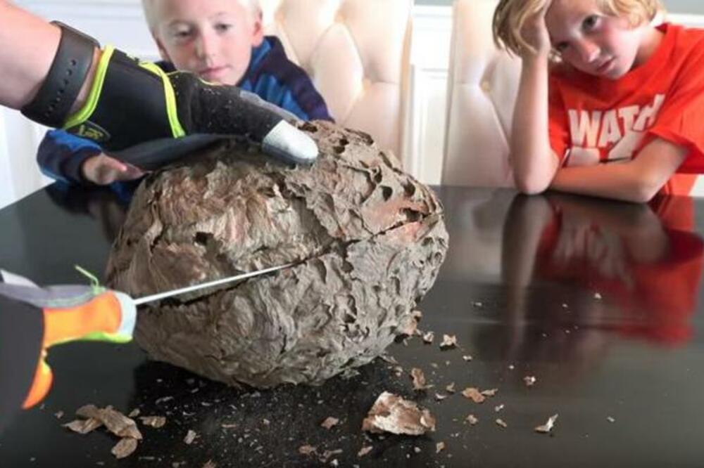 UNELI SU OGROMAN OSINJAK U KUĆU I OTVORILI GA: Ono što su našli unutra PRAVI JE PRAVCATI UŽAS (VIDEO)