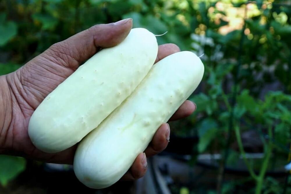 SRBI, DOBRO OBRATITE PAŽNJU NA OVAKAV KRASTAVAC! Užasno je redak, ali evo šta znači ako ga UGLEDATE (VIDEO)