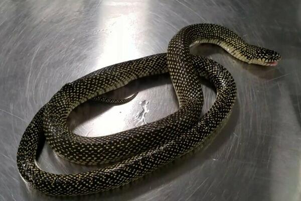 LOŽIMO VATRU I TERAMO IH MOTKAMA, ALI SE VRAĆAJU! Najezda zmija u Priboju, OVO SE NIKAD NIJE DEŠAVALO