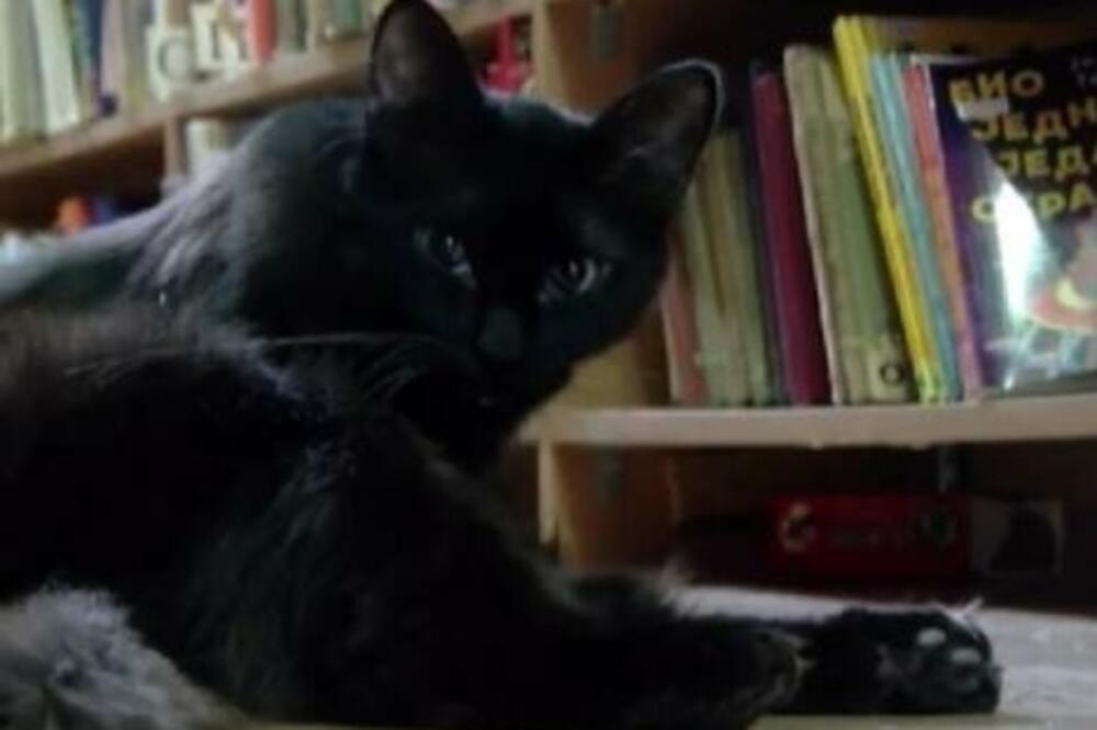 OGNJENKA ŽIVI U VRŠCU, RADI U BIBLIOTECI I PRAVA JE GOSPOĐA: To ne bi bilo čudno da ona nije MAČKA! (VIDEO)