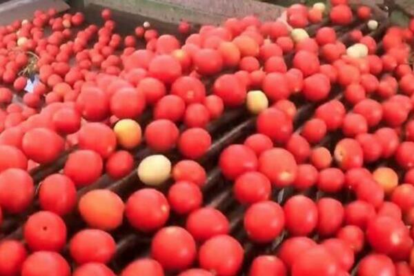 Sinđijang: Počela berba paradajza u Manasu (VIDEO)