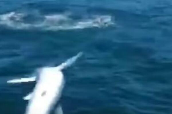 HOROR SCENA NA MORU! Čudovište mu SKOČILO na čamac, EVO kako je ODREAGOVAO (VIDEO)