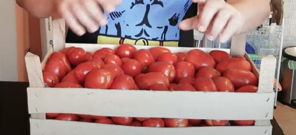Domaći paradajz pelat