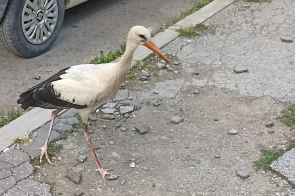 OD DVE IZGUBLJENE RODE USRED LESKOVCA OSTALA JE SAMO JEDNA: Tužna slika širi se Srbijom, PRIZOR JE POTRESAN (FOTO)