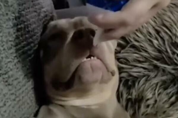 PAS NIJE ZNAO GDE SE NALAZI: Vlasnici ga probudili šlagom, pogledajte samo njegovu REAKCIJU! (VIDEO)